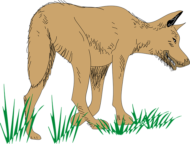 Wolf, Natur, Tier, Säugetier, Brown