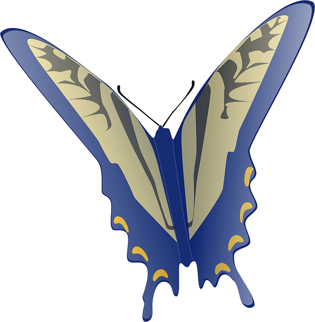 Free butterfly gray blue illustration