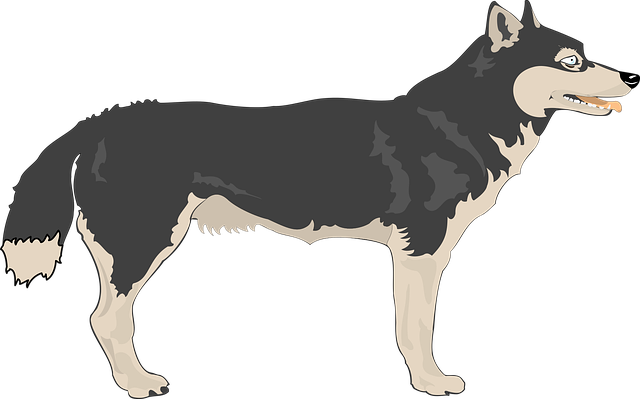 Free wolf view nature vector