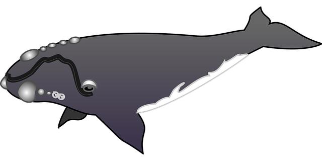 Free whale nature swimming illustration