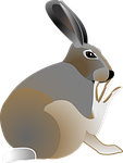 rabbit, pet, animal