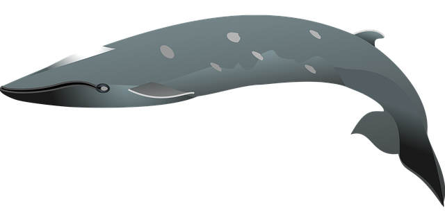 Free dolphin black swimming illustration