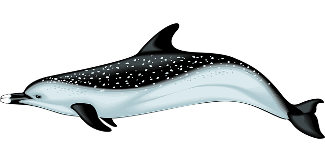 Free dolphin blue swimming vector