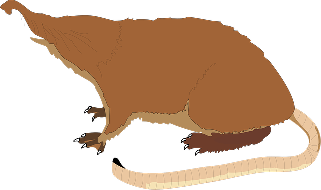 Free mole long tail vector
