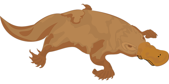 Free platypus brown bill illustration