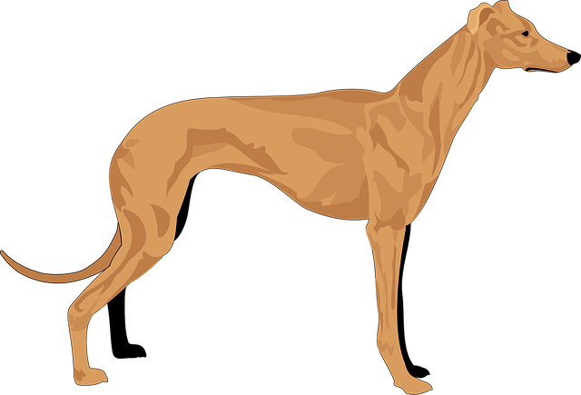 Free dog grey pet vector