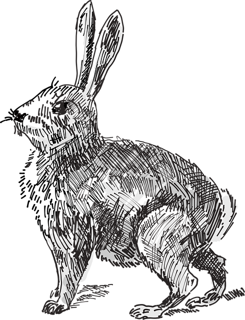 Coelho, Animal, Cauda, Natureza, Ouvidos