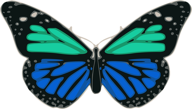 Free butterfly blue turquoise vector