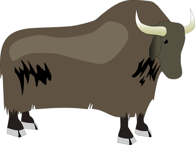 Búfalo, Boi, Iaque, Animal