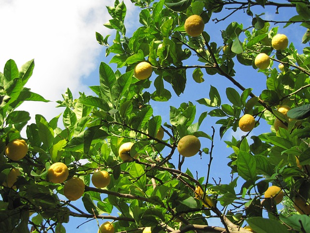 Free Lemons Fruit photo and picture