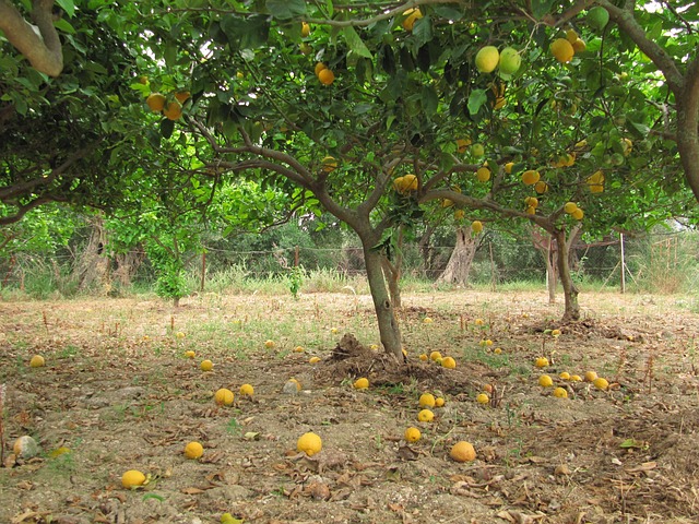 Free Lemons Citrus photo and picture