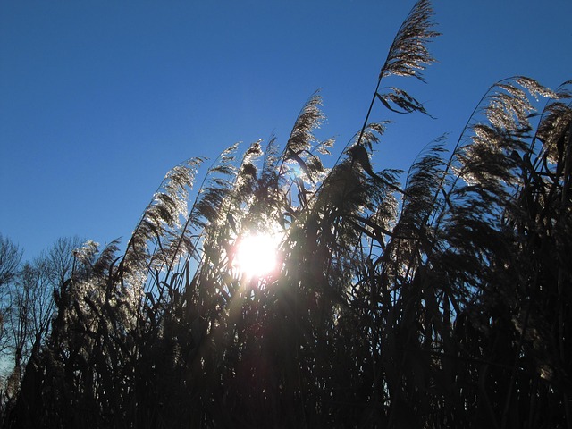 Free Lake Sun photo and picture
