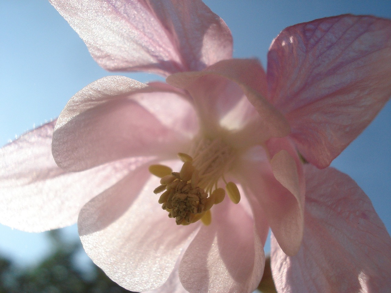 Blossom - free online jigsaw puzzle photo