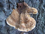 tree, fungus, nature