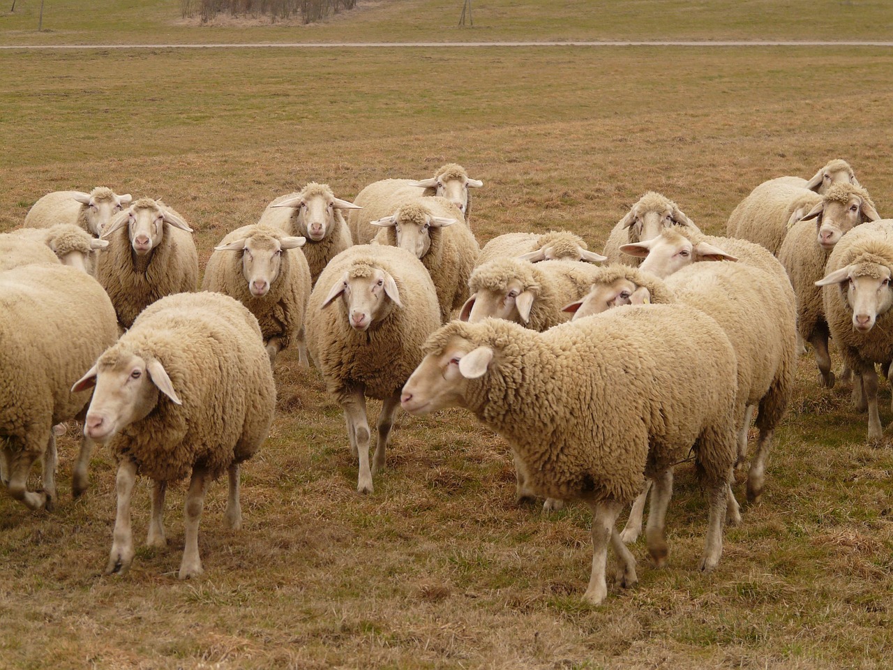 Rebanho De Ovelhas Ovelha - Foto gratuita no Pixabay - Pixabay
