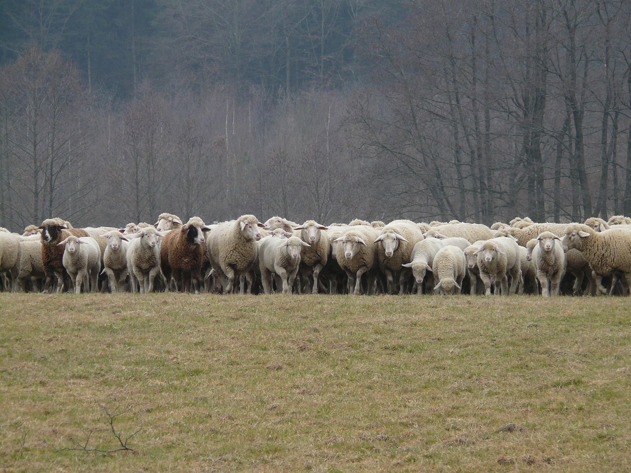 Flock Of Sheep - free online jigsaw puzzle photo