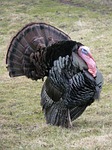 turkey, wild turkey, meleagris gallopavo