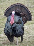 turkey, wild turkey, meleagris gallopavo