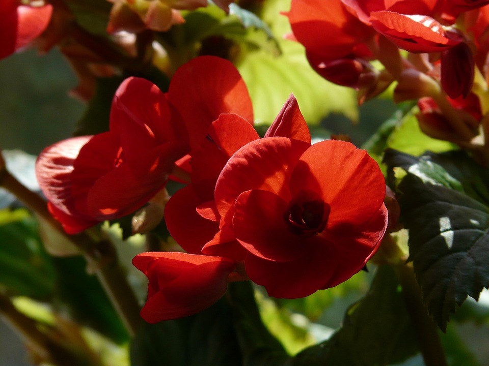 Begonie Begonia Schiefblatt - Kostenloses Foto auf Pixabay