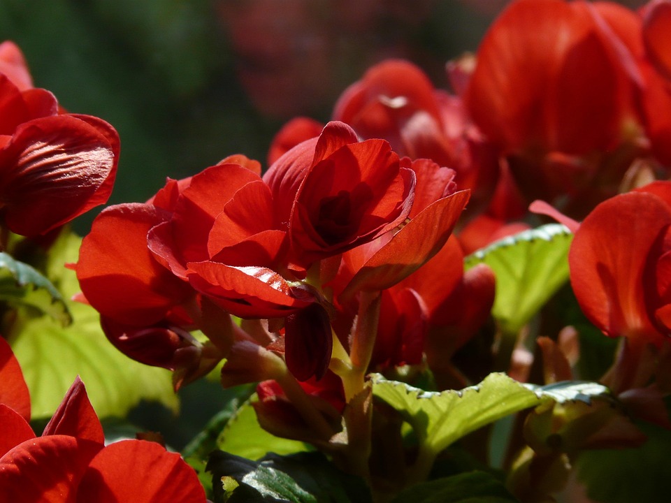 Begonia Schiefblatt Skew Sheet · Free photo on Pixabay