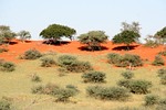 veld, brushwood, soil