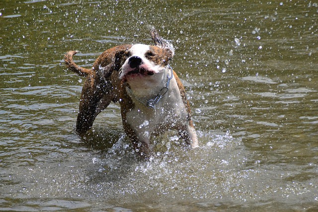 Free Dog American Stefford photo and picture