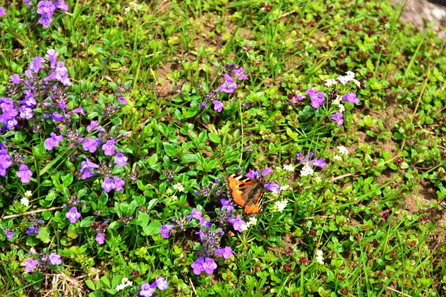 Free Butterfly Insect photo and picture