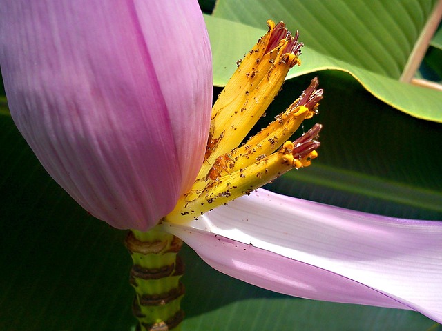 Free Bee Banana Tree photo and picture