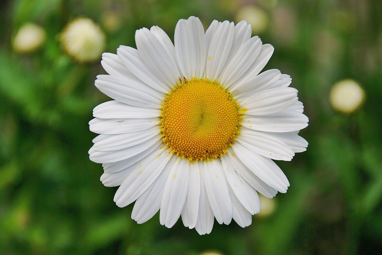 10,000 Stunning Daisy Flower Images for Free [HD] - Pixabay