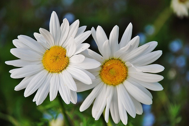 Daisy Daisies Floral · Free photo on Pixabay
