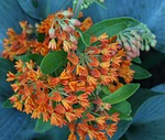 butterfly weed, floral, plant
