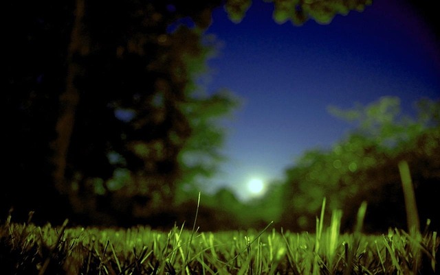 Moon Moonrise Summer · Free photo on Pixabay