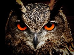 Owl, Bird, Eyes, Eagle Owl, Birds