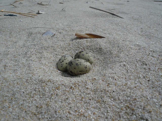 Free Eggs Beach photo and picture