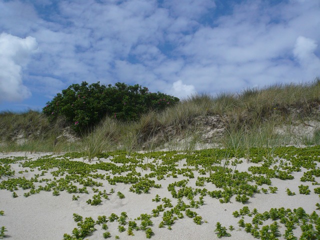 Free Beach Sylt photo and picture