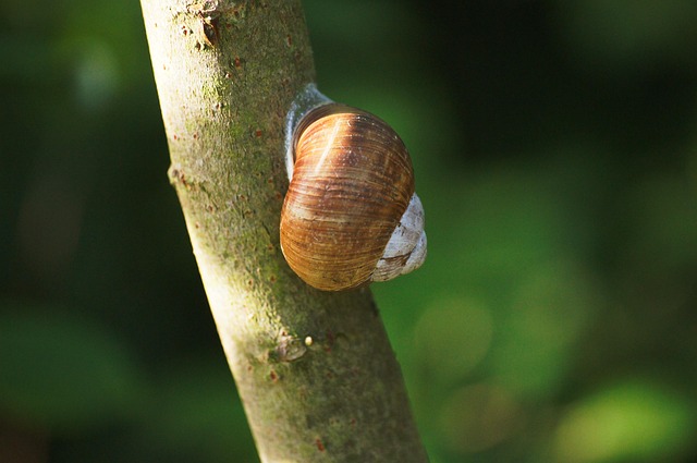 Lesma, Animais, Natureza
