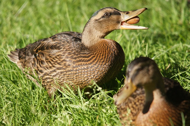 Pato, Animais, Natureza