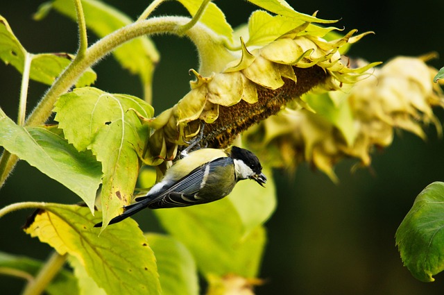 Grande Chapim, Animal, Natureza, Pássaro