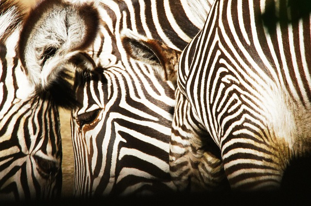 Zebras, Animais, Natureza