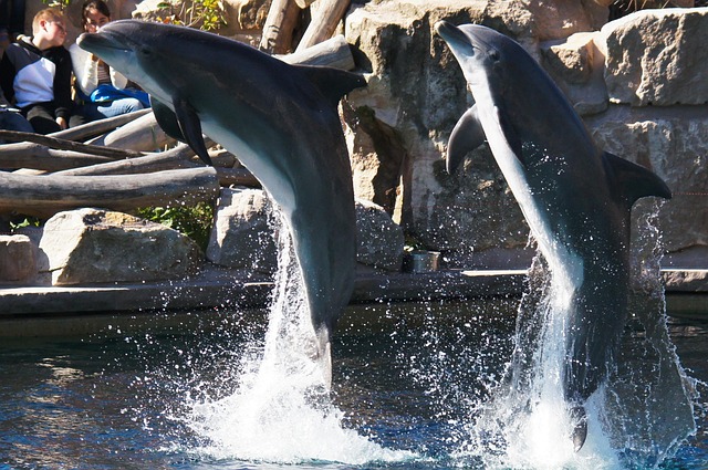 Golfinhos, Animais, Natureza