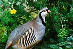 rock partridge, bird, animals