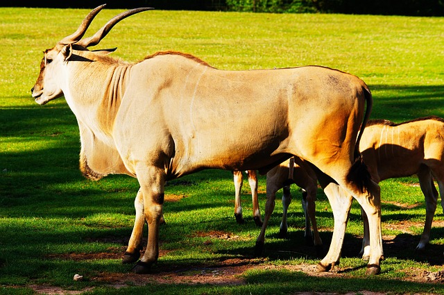 Elã, Antílope, Animais, Natureza