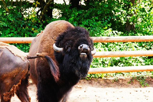 Búfalo, Animais, Natureza