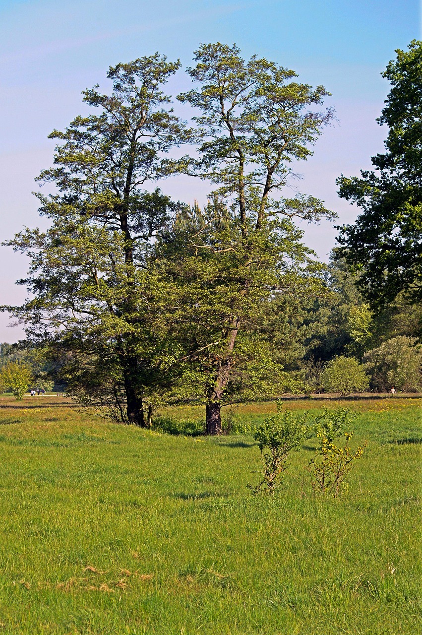 Zwarte Els Bomen De · Gratis foto op Pixabay Zwarte Els Bomen De · Gratis foto op Pixabay