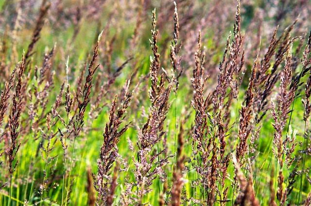 Gramíneas, Flora, Natureza