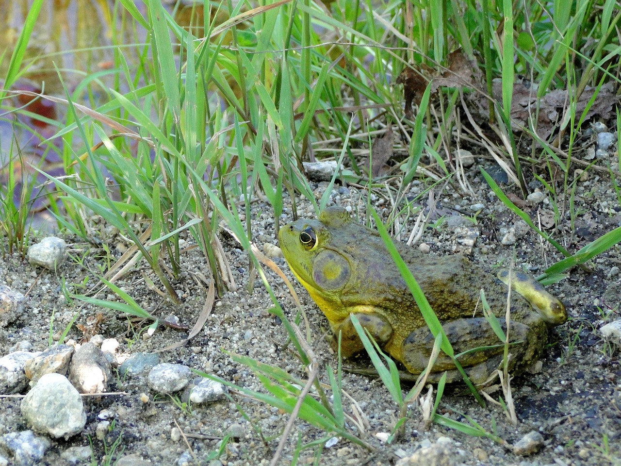 70以上の無料Bullfrog&ウシガエル画像 - Pixabay
