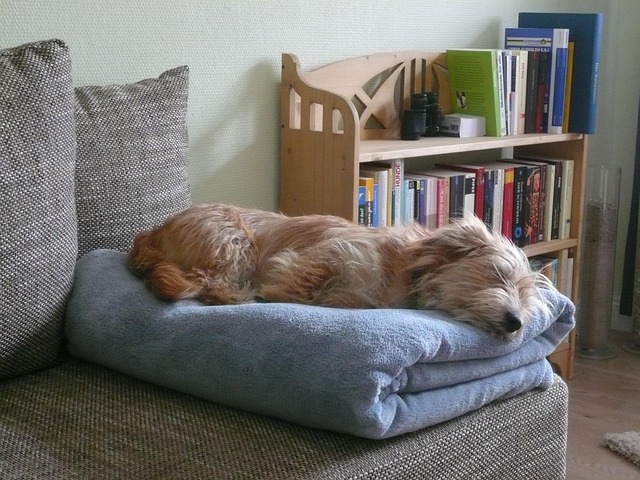 Free Dog Sleep photo and picture