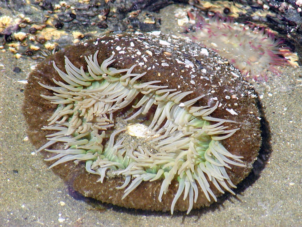 Sea - free online jigsaw puzzle photo