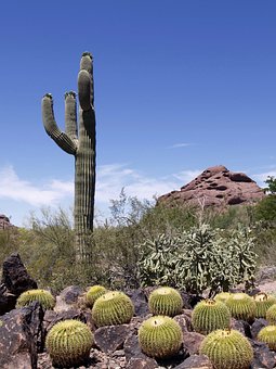 desert cactus images pixabay