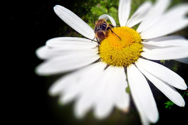 Free Bug Daisy photo and picture
